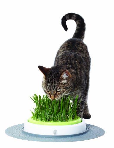 Catit 50755 Senses Grasgarten für Katzen